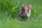 Eurasian hamster