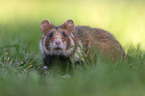 Eurasian hamster
