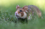 Eurasian hamster