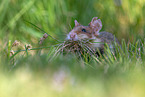 Eurasian hamster