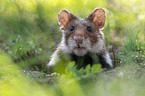 Eurasian hamster