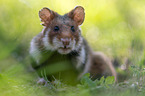 Eurasian hamster
