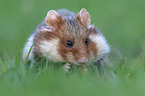 Eurasian hamster