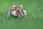 Eurasian hamster