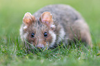Eurasian hamster