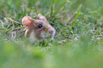 Eurasian hamster