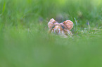 Eurasian hamster