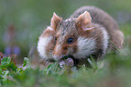 Eurasian hamster