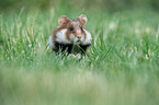 black-bellied hamster on meadow