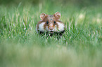 black-bellied hamster on meadow