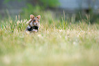 black-bellied hamster on meadow