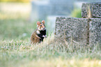 black-bellied hamster on meadow