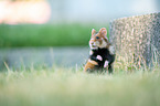 black-bellied hamster on meadow