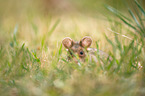 black-bellied hamster on meadow