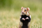 black-bellied hamster on meadow