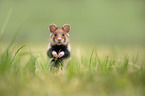 black-bellied hamster on meadow