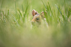 black-bellied hamster on meadow