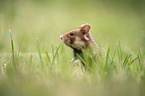 black-bellied hamster on meadow