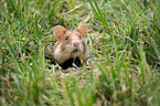 black-bellied hamster on meadow