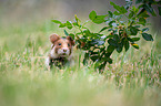 black-bellied hamster on meadow