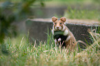 black-bellied hamster on meadow