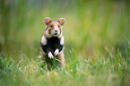 black-bellied hamster on meadow