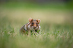 black-bellied hamster on meadow