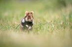 black-bellied hamster on meadow