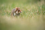 black-bellied hamster on meadow