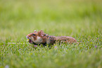 Eurasian hamster