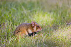 Eurasian hamster