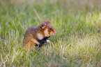Eurasian hamster
