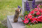 Eurasian hamster