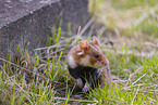 Eurasian hamster