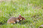 Eurasian hamster