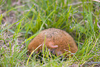 Eurasian hamster