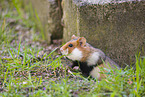 black-bellied hamster