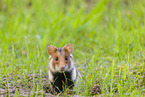 black-bellied hamster