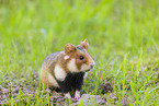 black-bellied hamster
