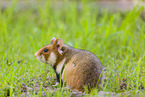 black-bellied hamster