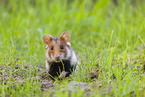 black-bellied hamster