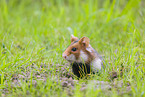 black-bellied hamster