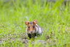 black-bellied hamster