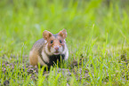 black-bellied hamster