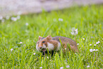 black-bellied hamster