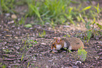 black-bellied hamster