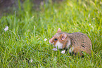 black-bellied hamster