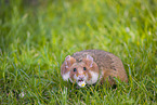 black-bellied hamster