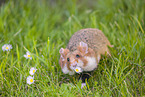 black-bellied hamster