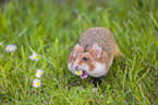black-bellied hamster